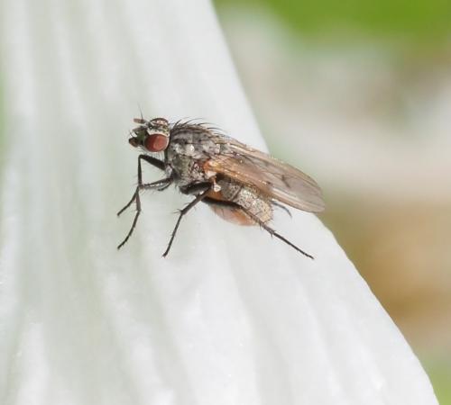 Anthomyia confusanea
